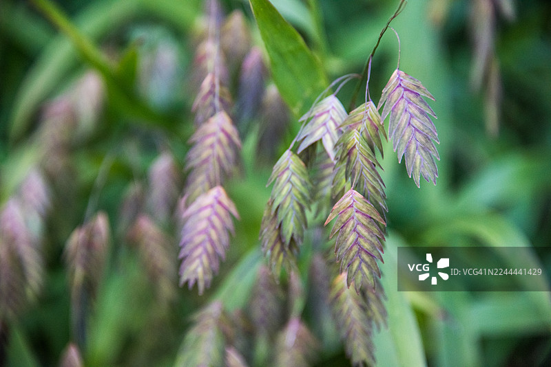紫色渐变的颤抖草穗图片素材