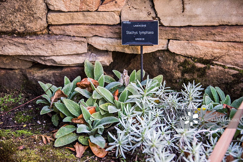 墙壁上的‘银绒’毛叶鼠尾草名称牌图片素材