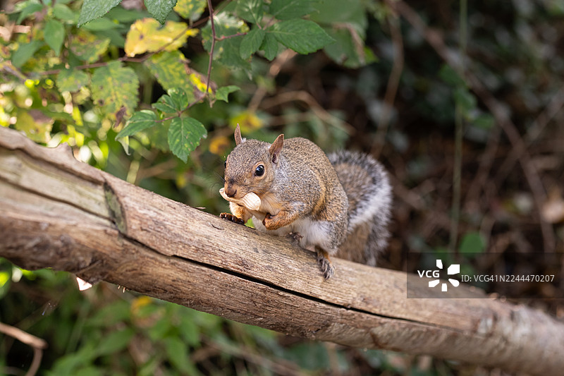 灰松鼠在树枝上吃坚果图片素材