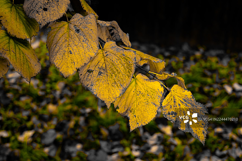 秋叶特写，橙色叶片图片素材