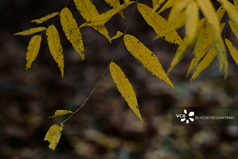 秋天，落枝上的黄叶细节图片素材