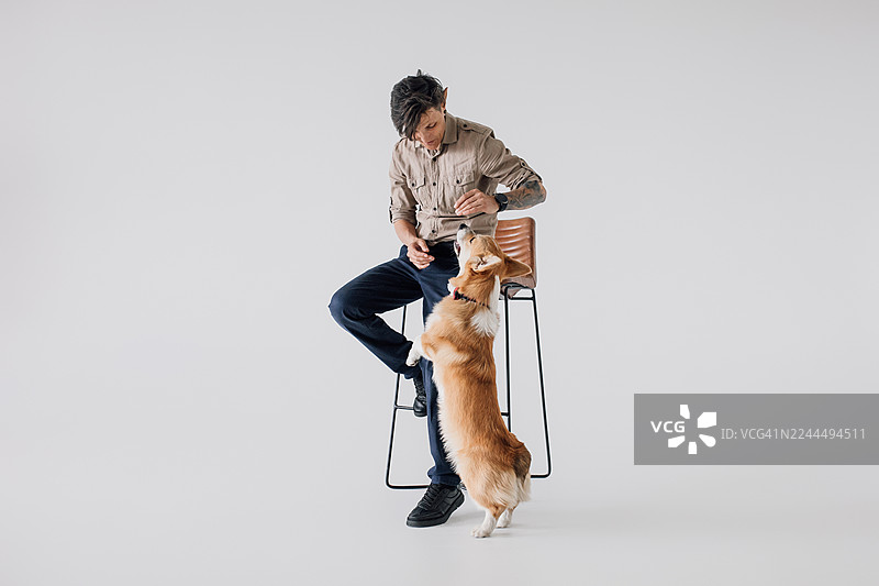 一位短发女士坐在酒吧凳上，柯基犬站起来寻求抚摸图片素材