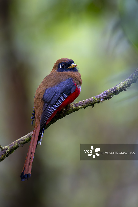 面罩翠鸟（Trogon personatus）图片素材