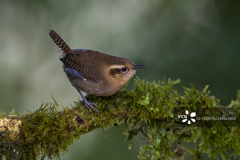 山鹪鹩图片素材