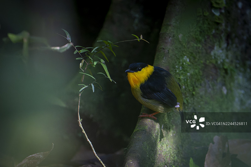 金领鸣冠雀 (Manacus vitellinus)图片素材