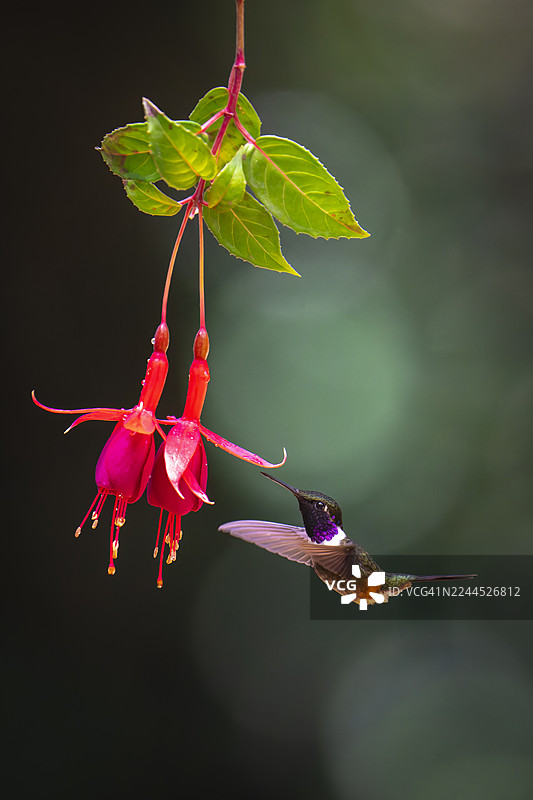 紫喉星蜂鸟图片素材