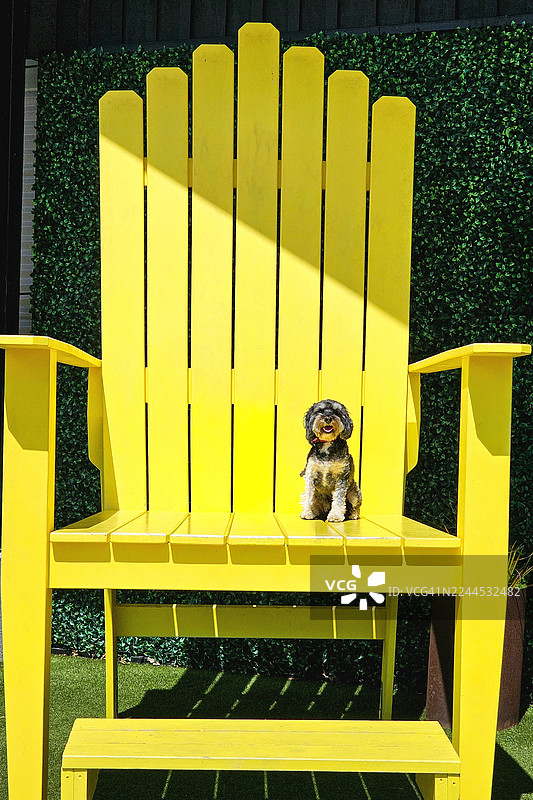 小狗坐在大椅子上图片素材
