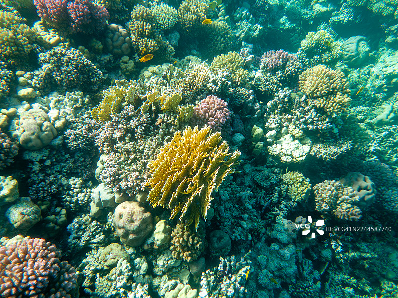 珊瑚图片素材