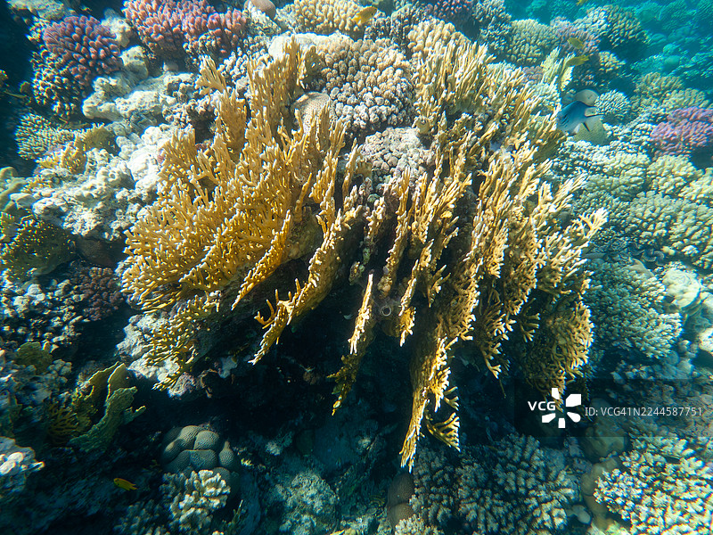 珊瑚图片素材