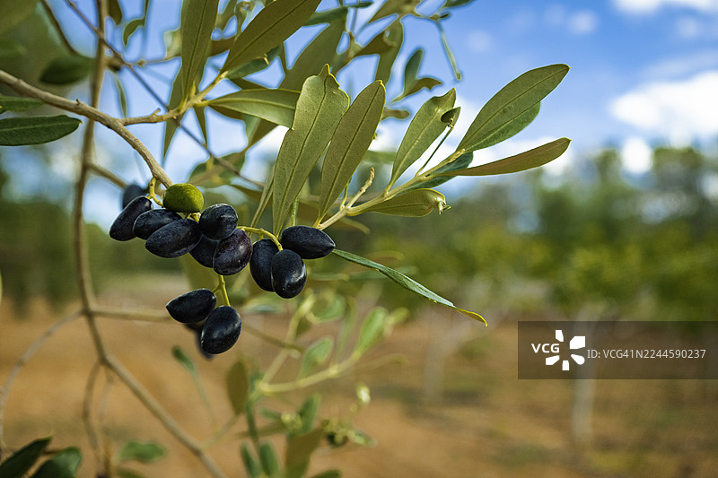 意大利普利亚橄榄林中，树枝上成熟的黑橄榄特写。地中海农业、有机农业和健康营养的象征。非常适合用于可持续性、橄榄油、食品和地中海文化相关的视觉内容。图片素材