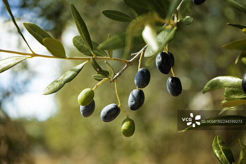 意大利普利亚橄榄林中，枝头上的成熟黑橄榄特写。地中海农业、有机农业和健康营养的象征。非常适合用于可持续发展、橄榄油、食品和地中海文化相关的视觉内容。图片素材