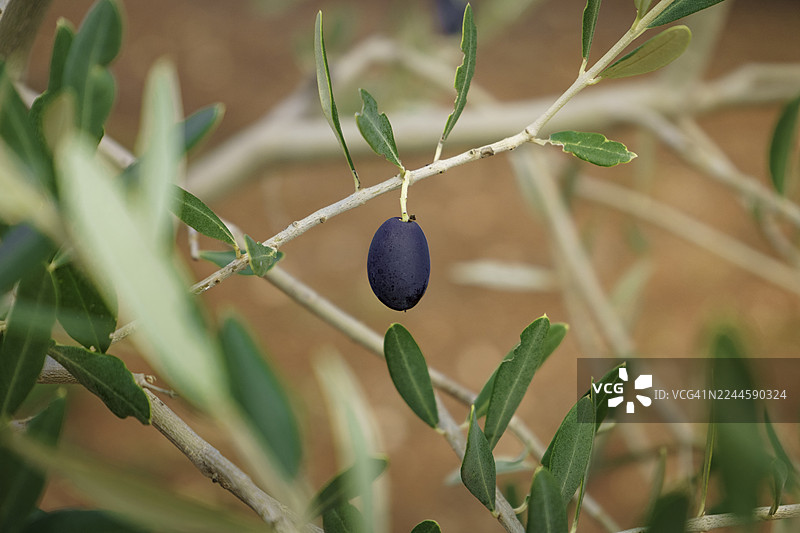 意大利普利亚橄榄林中，枝头成熟的黑橄榄特写。象征着地中海农业、有机农业和健康营养。非常适合用于可持续性、橄榄油、食品和地中海文化相关的视觉内容。图片素材