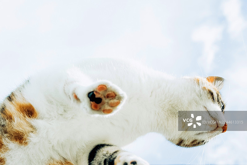一只三花猫趴在玻璃上，爪子从下方可见。明亮的日光，背景简洁，有云彩。图片素材