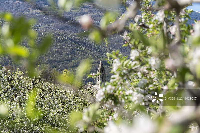 意大利瓦尔泰利纳的春天图片素材