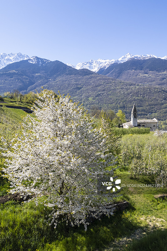 意大利瓦尔泰利纳的春天图片素材