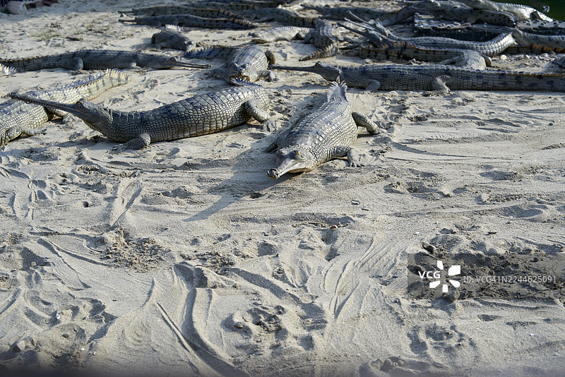 尼泊尔贾加特普尔的恒河鳄在沙滩上休息图片素材