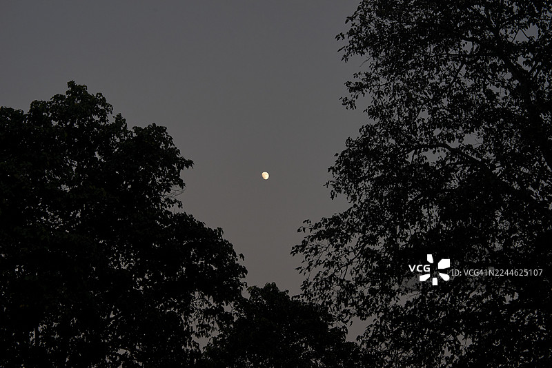 尼泊尔神秘丛林树木上空的月亮升起图片素材