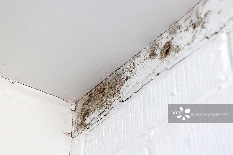 潮湿和湿度导致的白色墙壁上的霉菌孢子图片素材