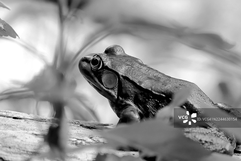 黑白-普通蛙图片素材