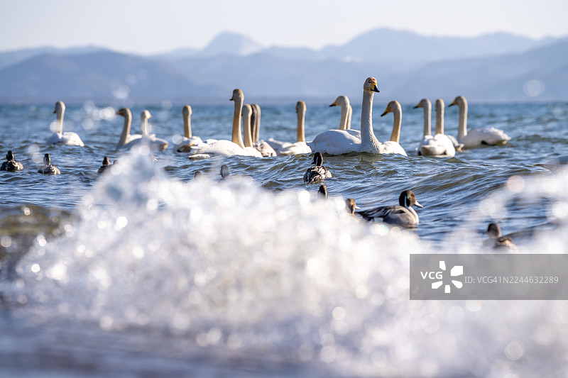 疣鼻天鹅和针尾鸭在湖中游泳图片素材