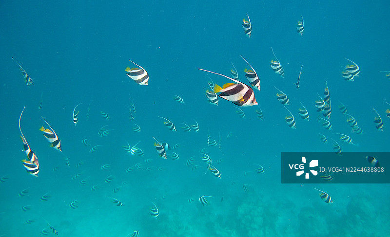 一群斑马鲷鱼在海中游弋图片素材
