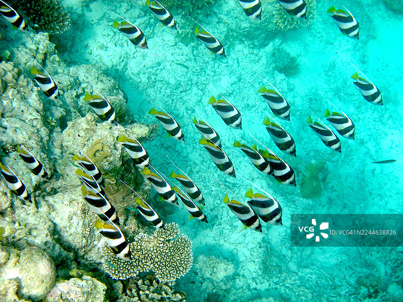 一群蝴蝶鱼图片素材