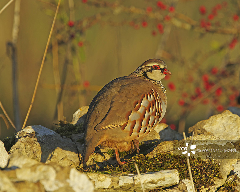 红腿石鸡 [Alectoris rufa]图片素材