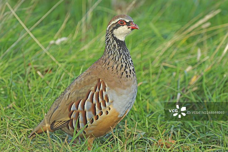 红腿石鸡 [Alectoris rufa]图片素材