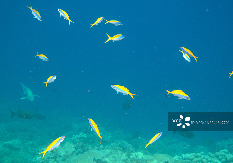 蓝海中的黄背笛鲷图片素材