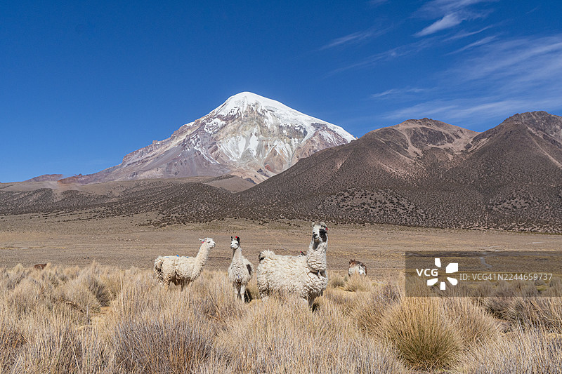 在阿尔蒂普拉诺高原上，一只羊驼在萨哈马雪山前吃草图片素材