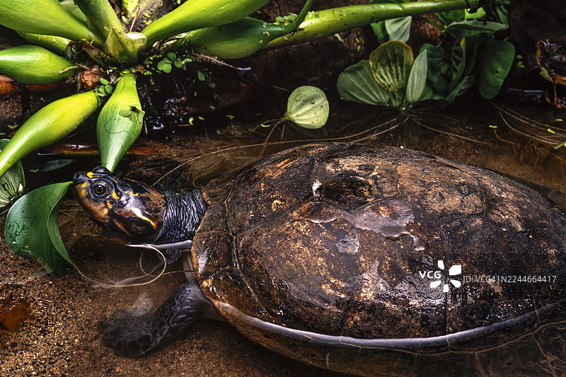 亚马逊黄斑河龟图片素材