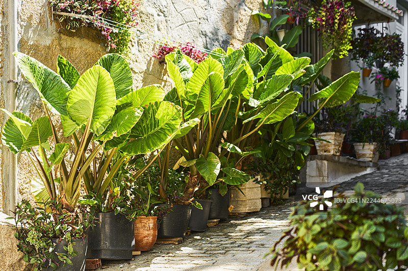 阳光下，鹅卵石小巷两侧排列着大耳草图片素材