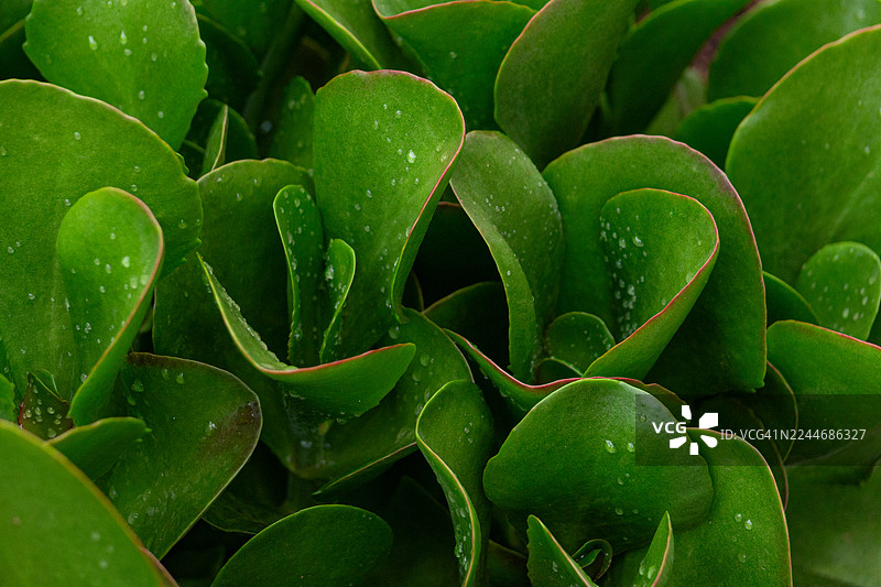 长瓣长寿花图片素材