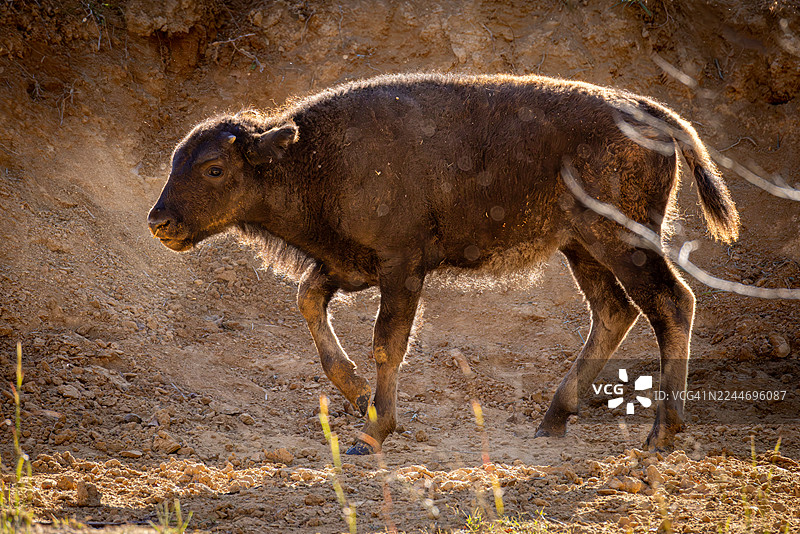 一只年轻的美洲野牛在尘浴后站立着图片素材
