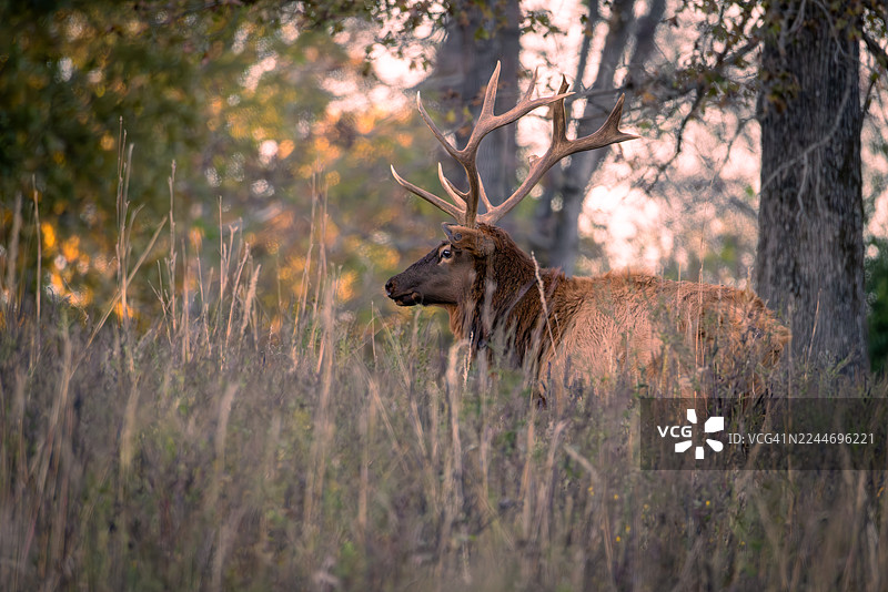 GPS项圈追踪的公麋鹿，用于野生动物研究，肯塔基州图片素材