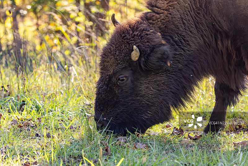 美国野牛在肯塔基州秋日的光线下吃草图片素材