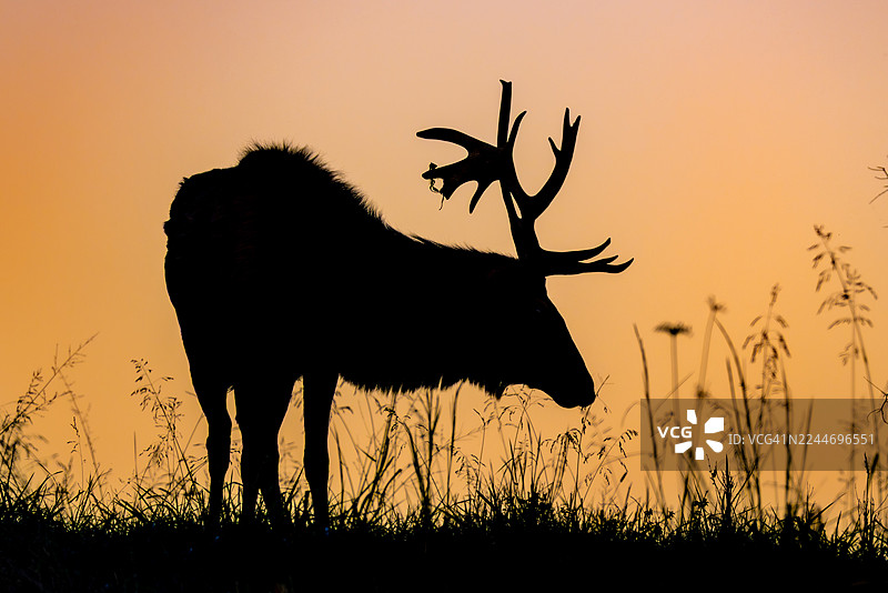 日落时分的雄性麋鹿剪影图片素材