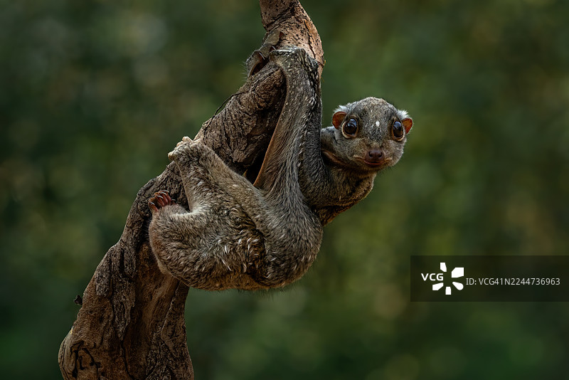 鼯猴，飞狐猴图片素材
