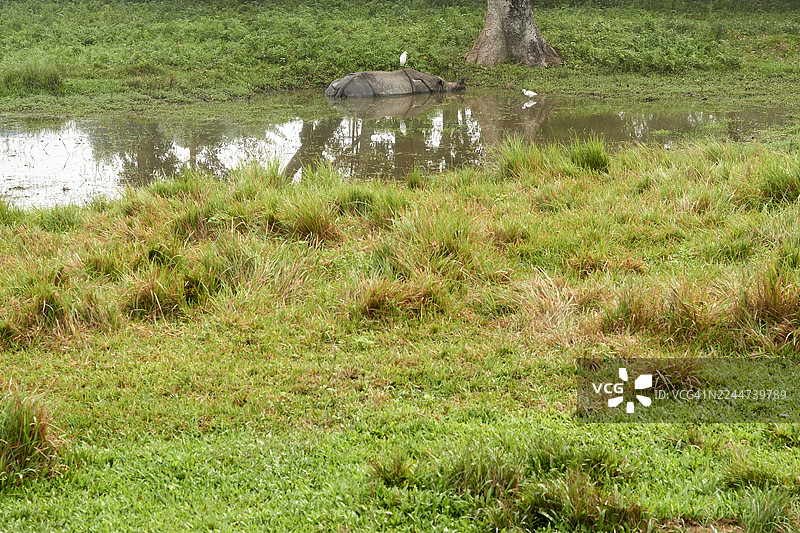 尼泊尔丛林的水坑里，一只犀牛正在沐浴，旁边还有白鹭图片素材