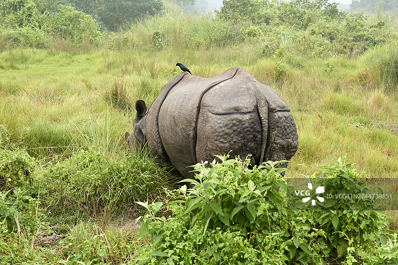 尼泊尔丛林中犀牛与牛椋鸟一同吃草图片素材