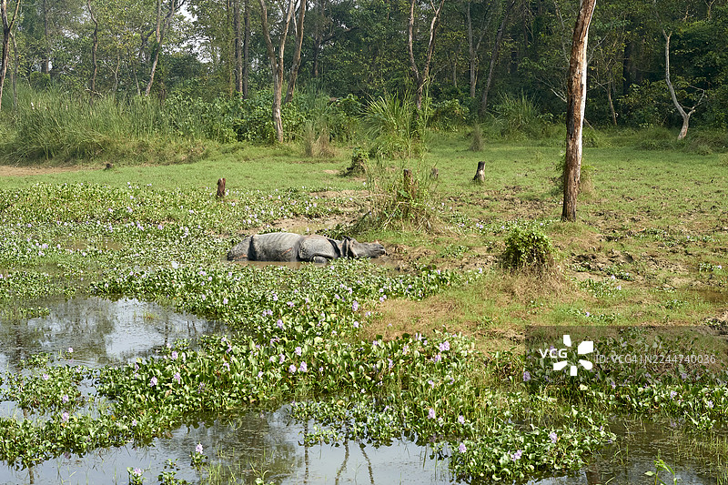 犀牛在长满水葫芦的泥塘里休息图片素材
