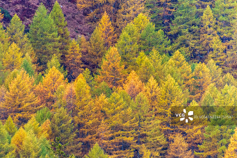 瑞士卡瓦利亚图片素材