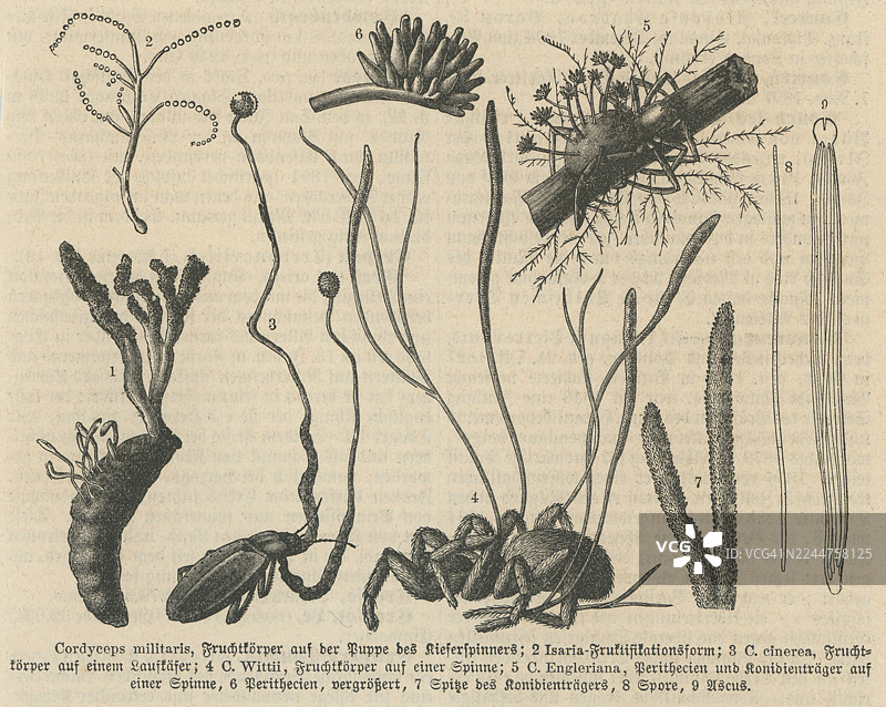 一张古老的雕版插画，描绘了蛹虫草及与其相关的寄生在昆虫和蜘蛛身上的真菌。多种标本展示了从宿主（包括毛毛虫、甲虫和蜘蛛）中冒出的子实体。图片素材