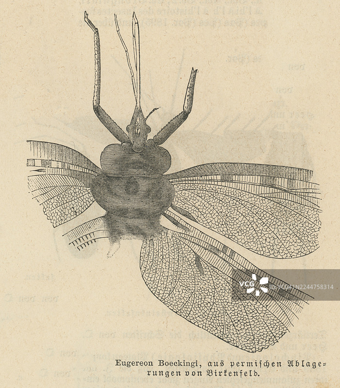 Eugereon boeckingi 的旧蚀刻插图，一种已灭绝的中至大型昆虫，来自下二叠纪，属于古网翅目。图片素材