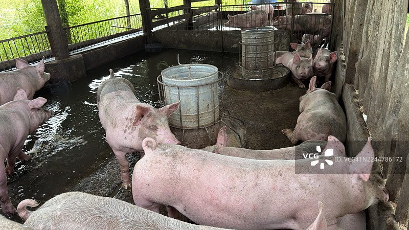 一群猪在乡村农场的围栏里图片素材