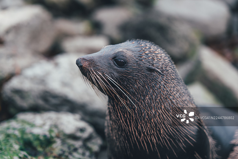 新西兰坎特伯雷凯库拉岩石海岸海豹特写肖像图片素材
