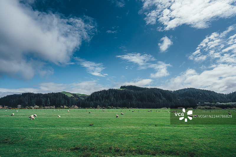 新西兰坎特伯雷凯库拉田园风光，羊群悠闲吃草图片素材