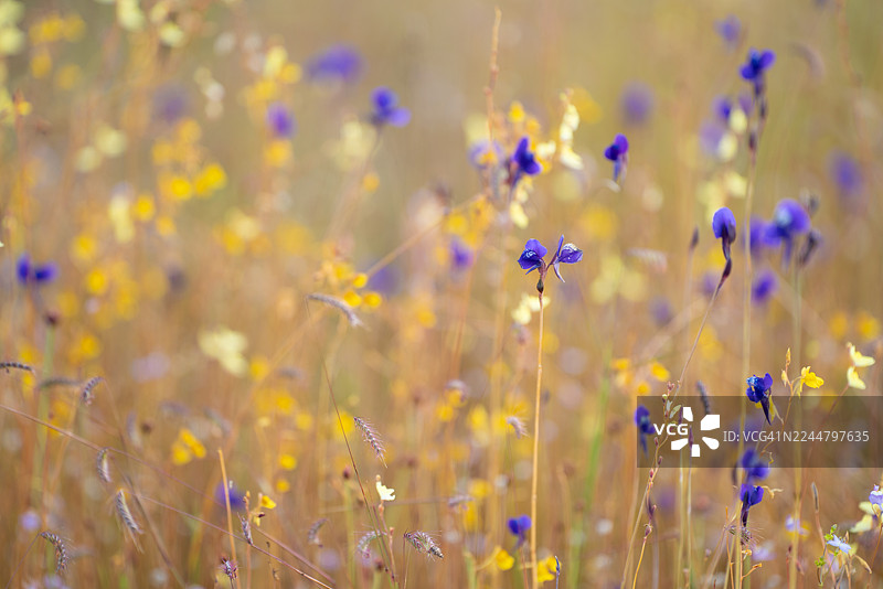 泰国东北部发现的狸藻属狸藻和狸藻科/草本花田图片素材