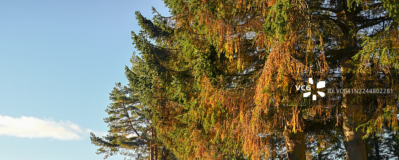 苏格兰莫瑞，秋季林地图片素材
