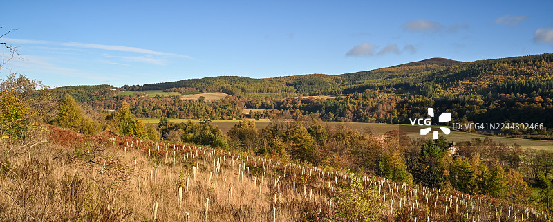 萨吉拉赫，莫瑞。幼苗种植。图片素材